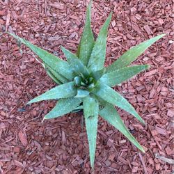 Plant