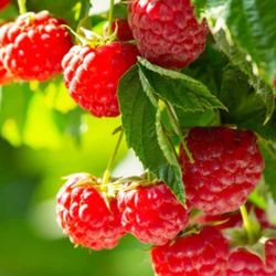 2x Glencoe Red Raspberry Seedling Plants 6-12" Tall Fully Rooted