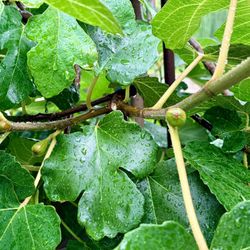 Fig Tree For Sale