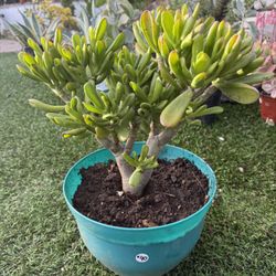 'Gollum' jade Tree plant In 2 Gallon Plastic Pot 