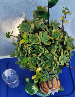 ORGANIC SUCCULENT PLANT.