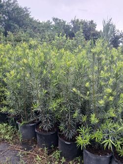 podocarpus sale! 7gl 4-4.5ft 🌱 $19