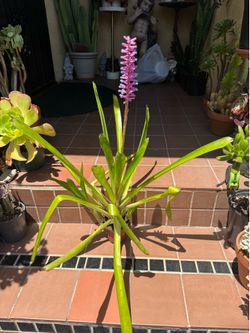 2 ft Tall Match Stick Bromeila Tropical Plant