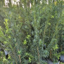 Podocarpus  5 Feet Tall 