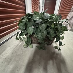 Lush Green House Plant In Basket