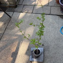 Cold Hardy Russian Pomegranate 