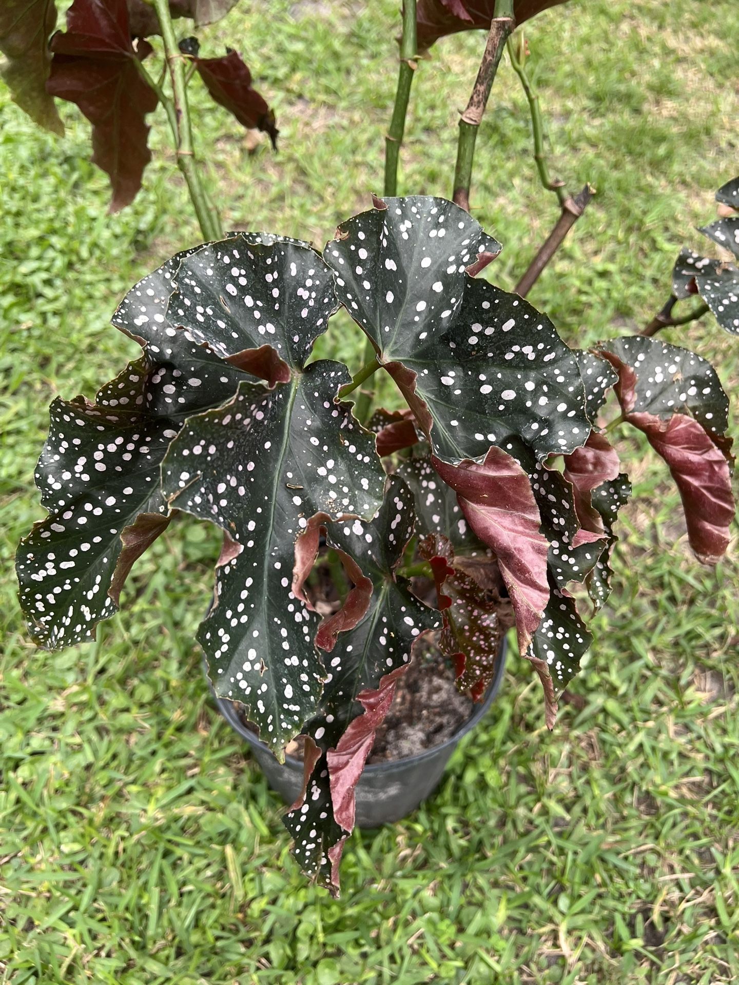 BEGONIA CRACKLIN ROSIE (3 Gallon Pot) Unique
