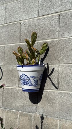 3 Plant Sconces