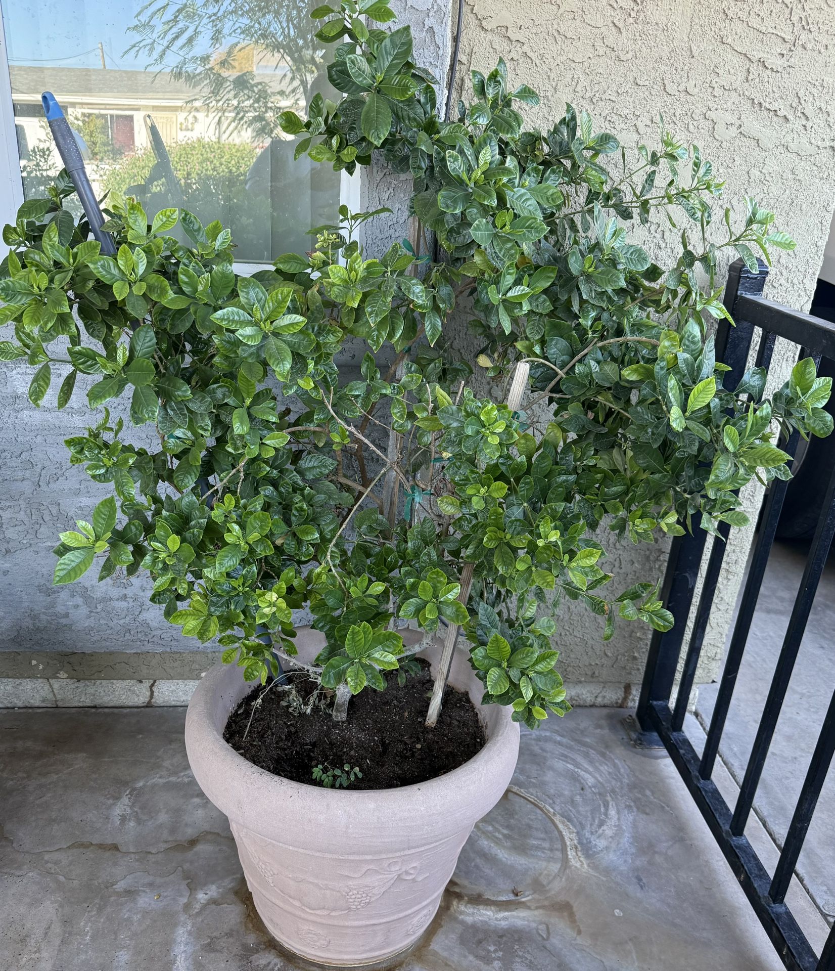 Large Gardenia Plant or Night-Blooming Flower in a Large Pot - Already Blooming - $110 Firm Price