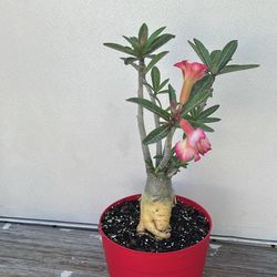 Desert Rose. Rosa Del Desierto 