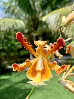 Myrmecophila Christinae blooming size