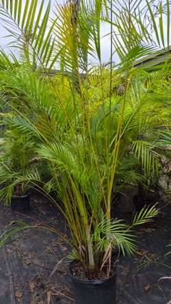 Huge Arecas Palms. Instant privacy. About 7 feet Tall
