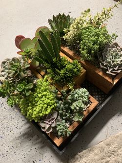 Succulent Arrangements