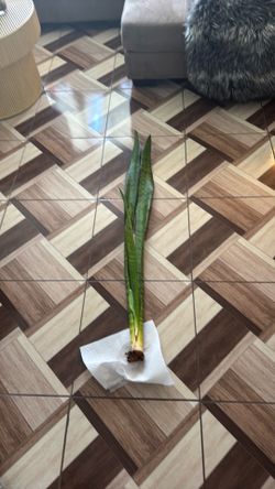 Sanciviera plant