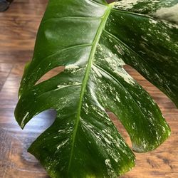 Monstera Albo Plant