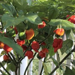 Organic Carolina Reaper Pepper Plants