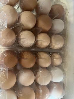 fresh chicken eggs 