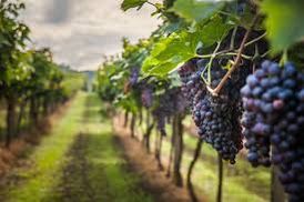Drinking Grapes