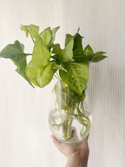 Large Arrowhead Syngonium — established water roots in glass vase