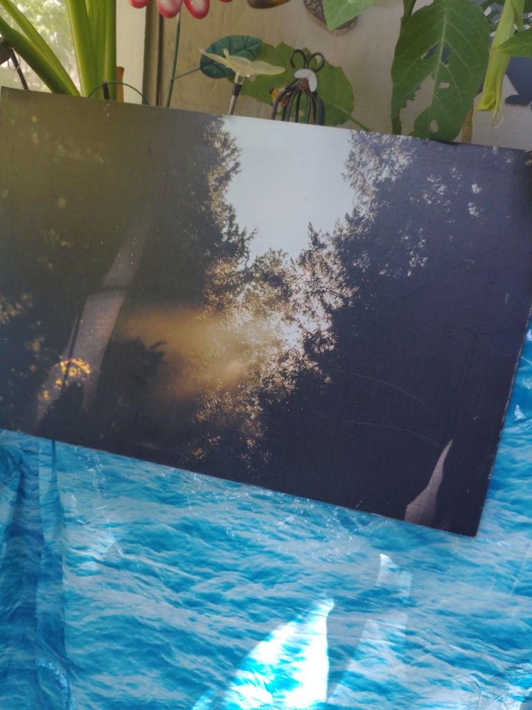 Picture Trees W Sun Light