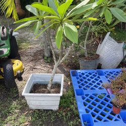 Frangie Pangie  Buy Both 20 For Pair !!! 