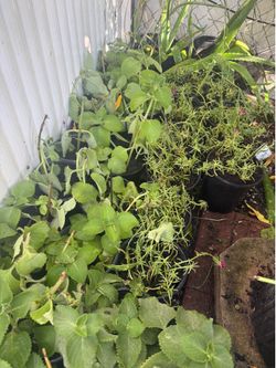 oregano $7