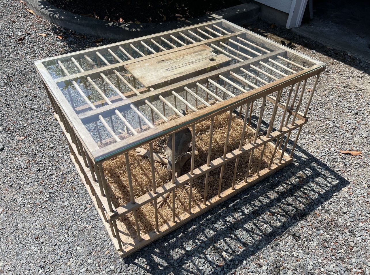 WJ Carpenter Company Antique Turkey Crate. Purchased Lancaster PA 45 Years Ago . Bird doesnt go with it. Has glass top