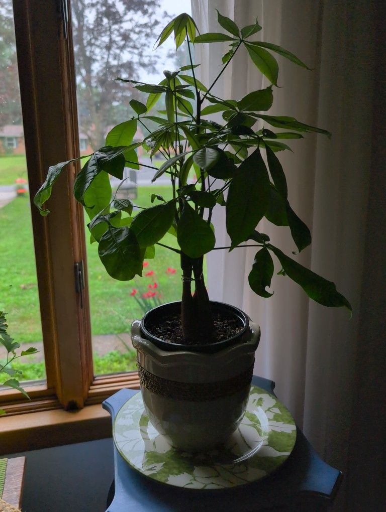 Chinese Money Tree Plant. 15 Inches tall..Kent,Oh