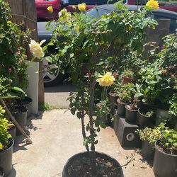 Rose Tree Amarillo