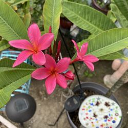 Plumeria Cutting
