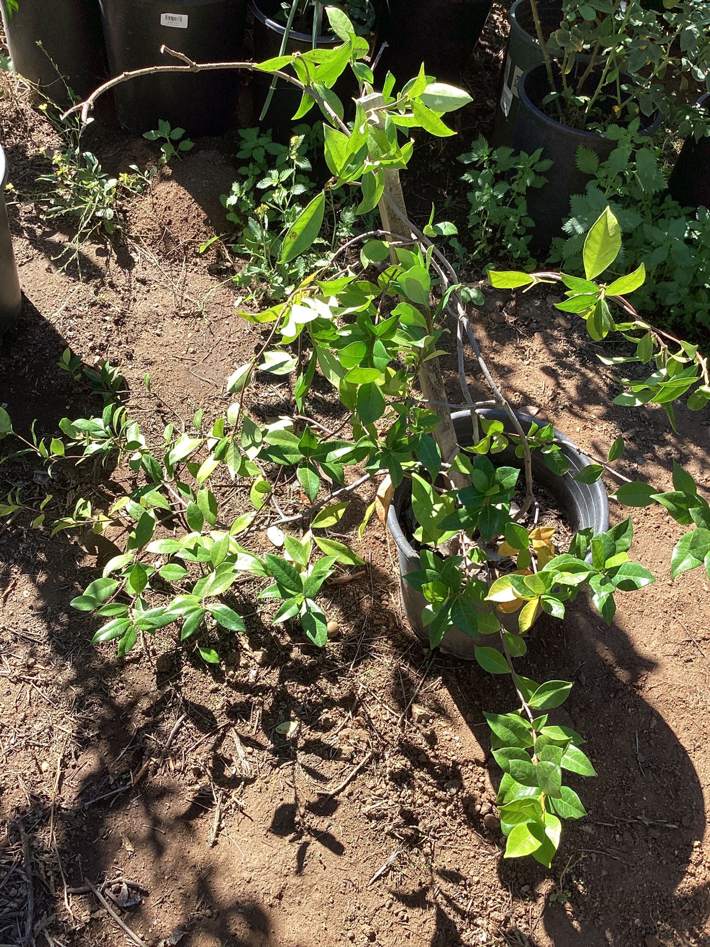 Jasmine Plant