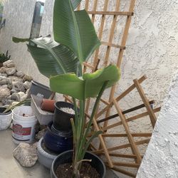 Green Free Plant