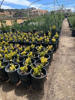 Clearance plant sale bushes