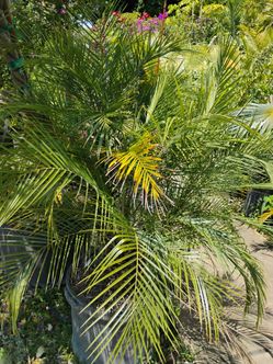 Robellini Palm 15gl $85