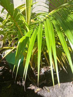 Coconut trees for Sale