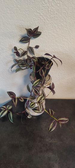 Wandering jew plants