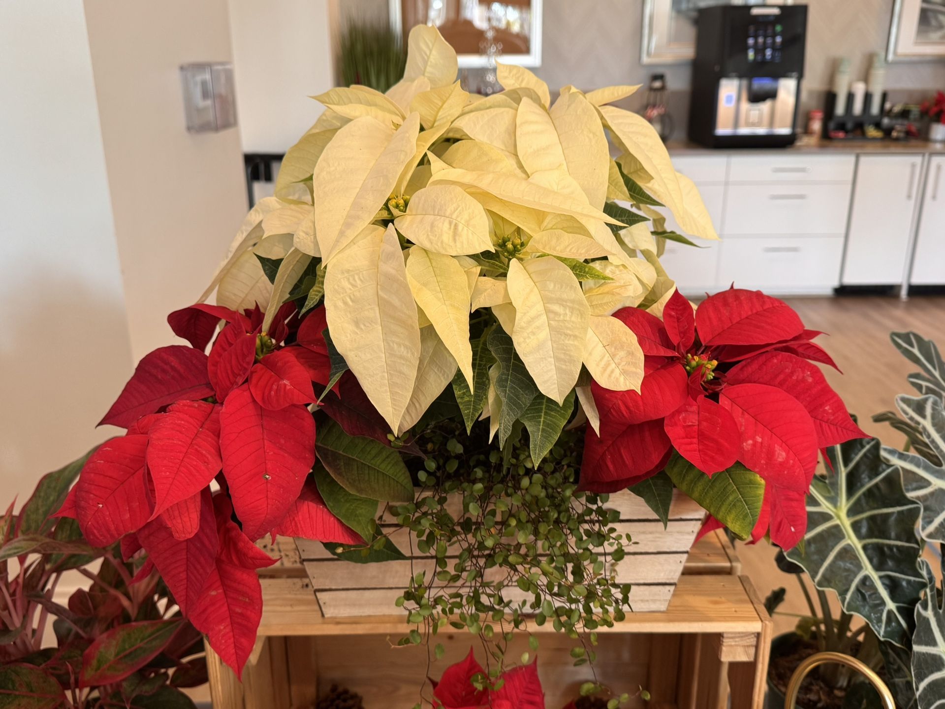 Poinsettia Baskets, Potted, Santas 