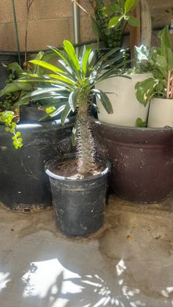 Madagascar palm tree