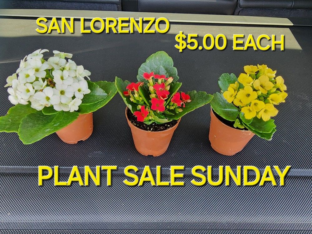 Plant Sale Sunday IN San Lorenzo. Starts At 1pm.