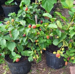 Blackberry plants