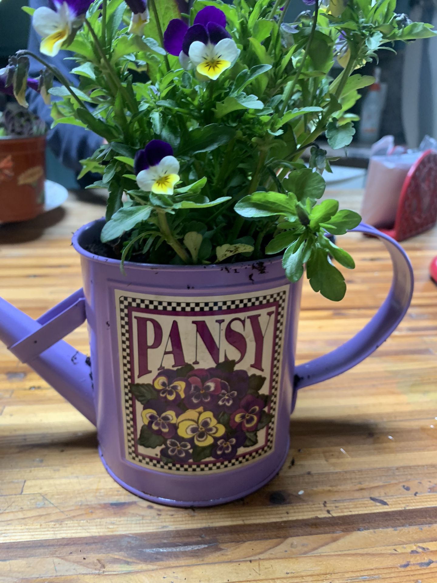 Pansy In A Pot 