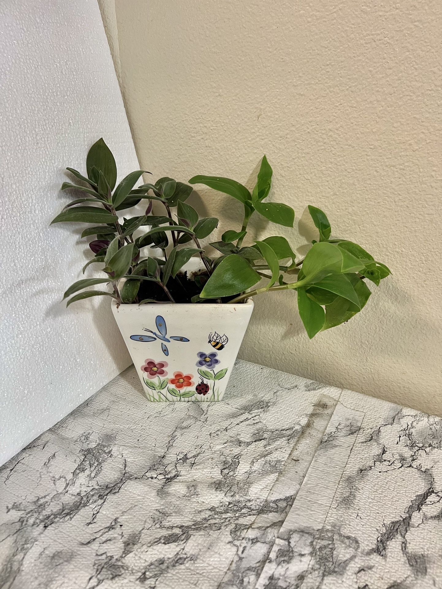 2 Different Tradescantia plants