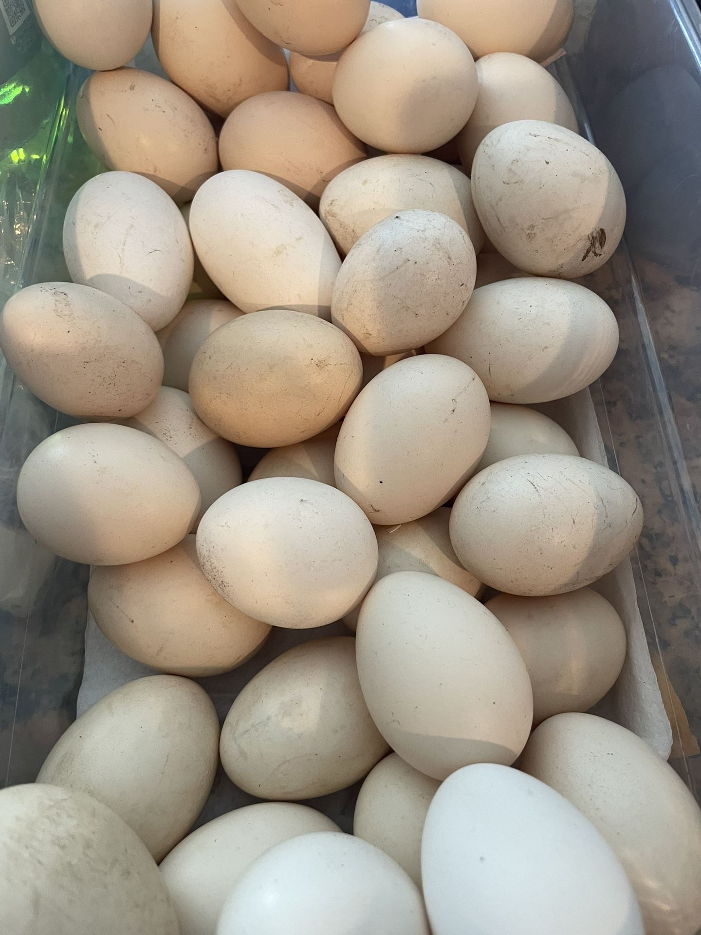 Huevos (Eggs) For Sale