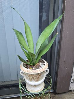 Sansevieria moonshine Silver Snake Plant/ Planta Lengua De Suegra Silver