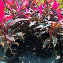 Red Sister 3gallon 3ft Tall 