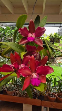 Orchid Mark Jones Drop Chocolate