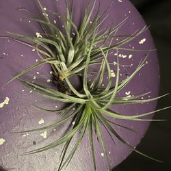 Air Plants!