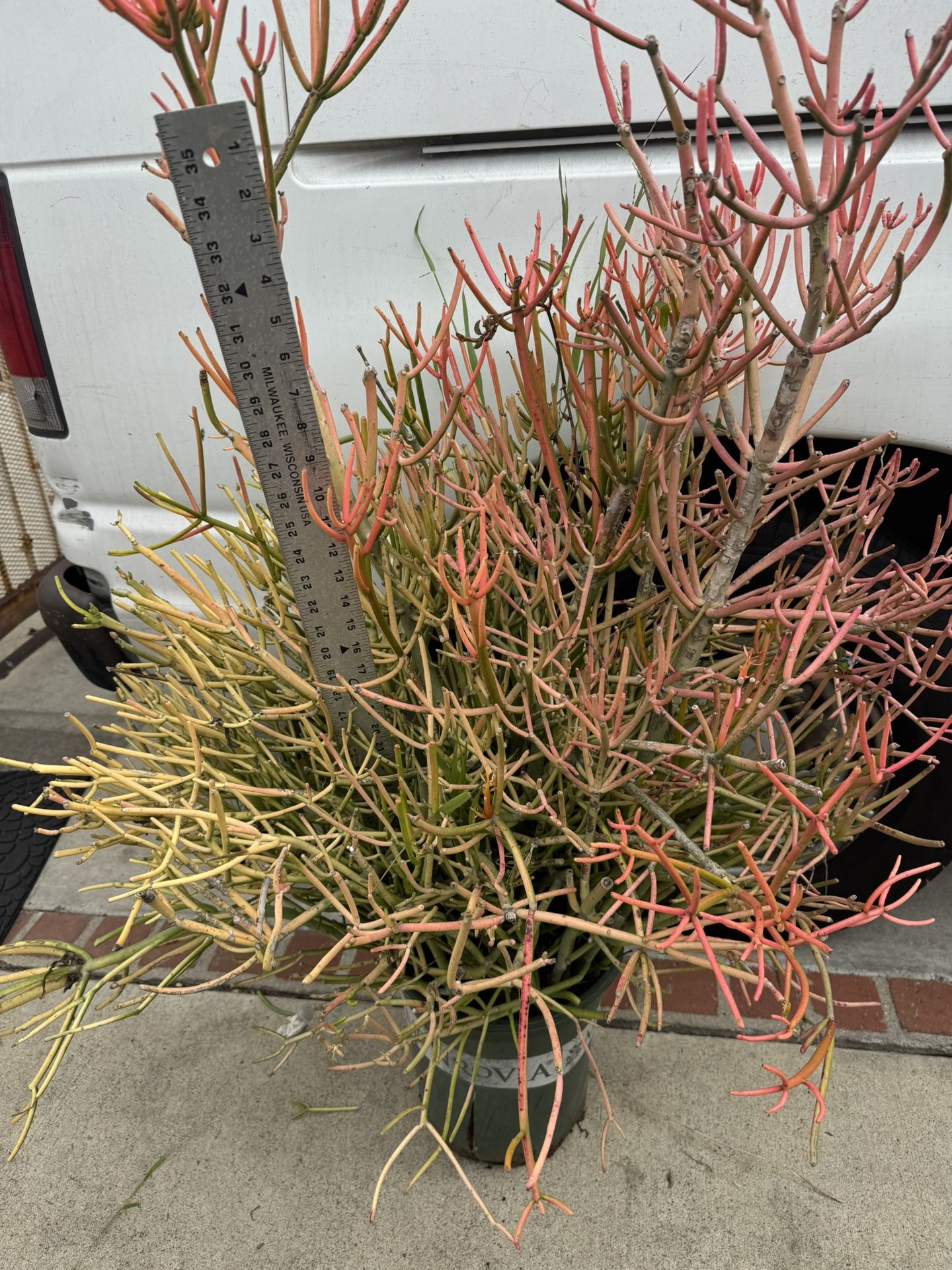 Fire Bush