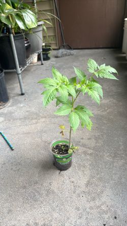 Tomato plant