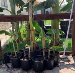 Blue Java and Hawaiian Banana trees